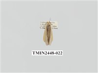 藏品(雙分苔蛾)的圖片